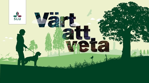 Thumbnail for Värt att veta: How does authoritarianism fuel natural resources depletion and vice versa?